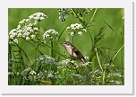 5 pensaskerttu Sylvia communis_5360 * 900 x 600 * (490KB)